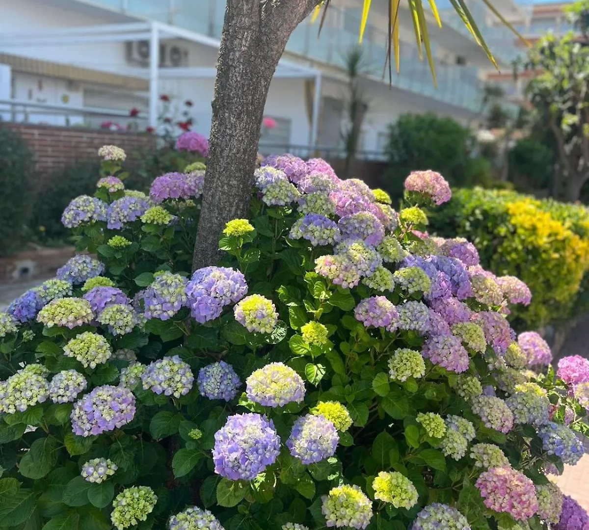 Apcostas Els Pins Lotus Apartment Blanes
